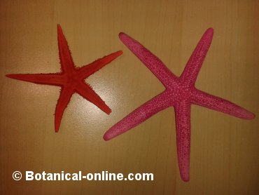 Estrellas de mar