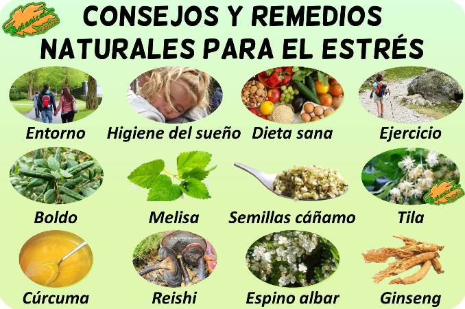 Aguanieve Pensativo bosquejo Tratamiento natural del estrés – Botanical-online