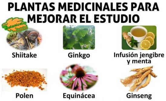 plantas medicinales para estudiantes para el estudio memoria y concentración