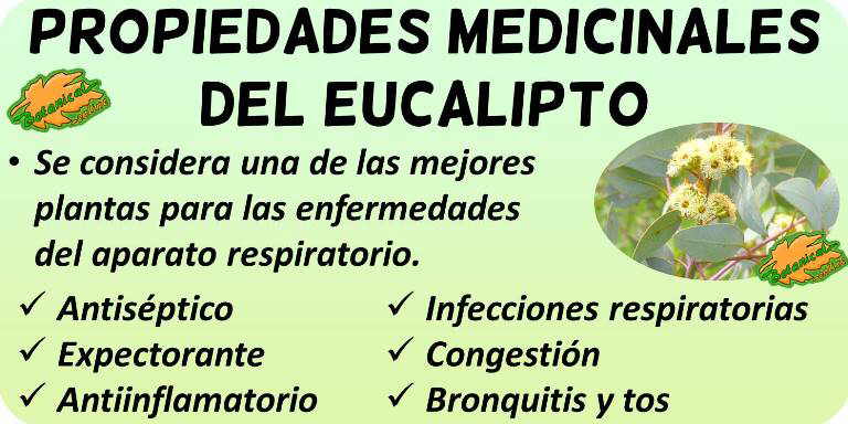 propiedades medicinales eucalipto y beneficios