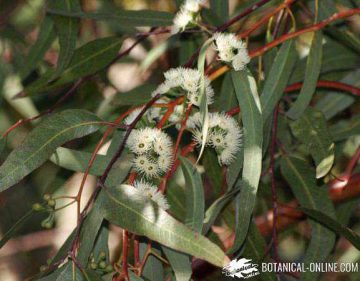 Flores del Eucalyptus redunca var. melanopholia