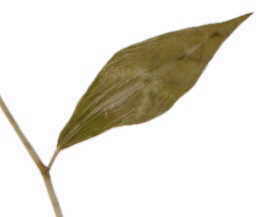 hoja