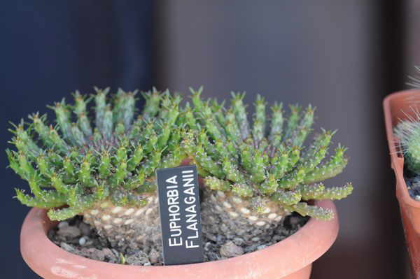 Euphorbia flanaganii