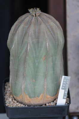 Euphorbia obesa