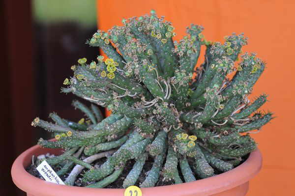 Euphorbia woodii