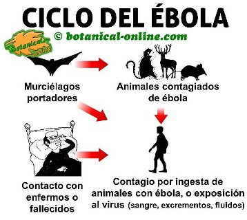 ciclo del virus ebola, como se contagia