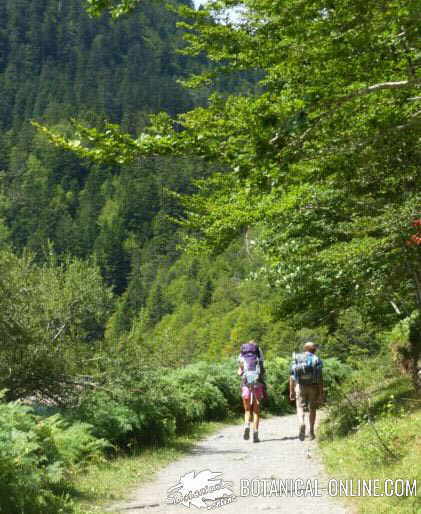 excursion picnic naturaleza