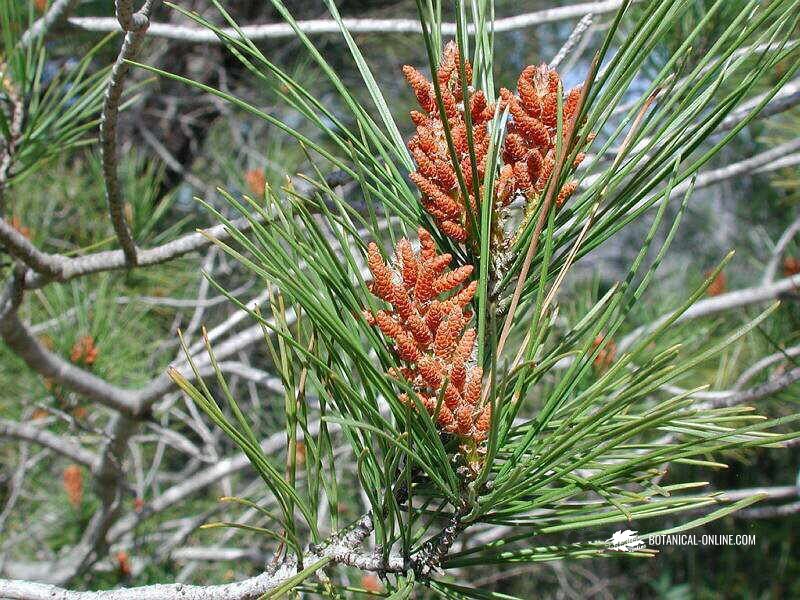 Pinus halepensis