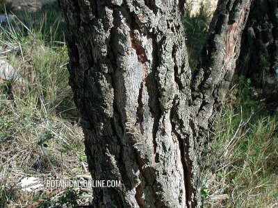 Pinus halepensis