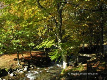 Foto de bosque de hayedo