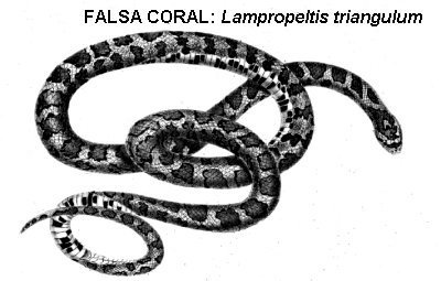 falsa coral