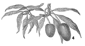 Mangifera indica