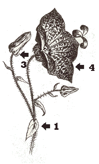 campanuláceas dibujo