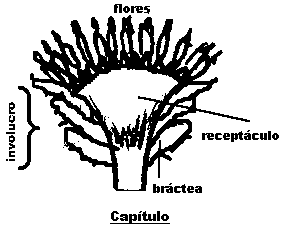 capitulo floral asteraceas