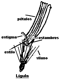 caracteristicas asteraceas flores compuestas