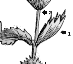 labiadas dibujo