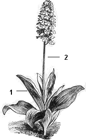 orquidáceas dibujo