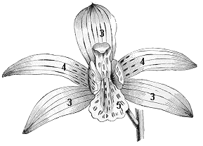 orquidaceas dibujo