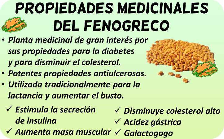 fenogreco propiedades medicinales