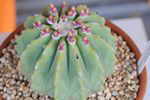 ferocactus glaucescens