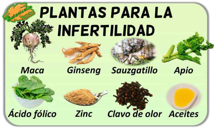 tratamiento natural fertilidad remedios infertilidad con plantas medicinales