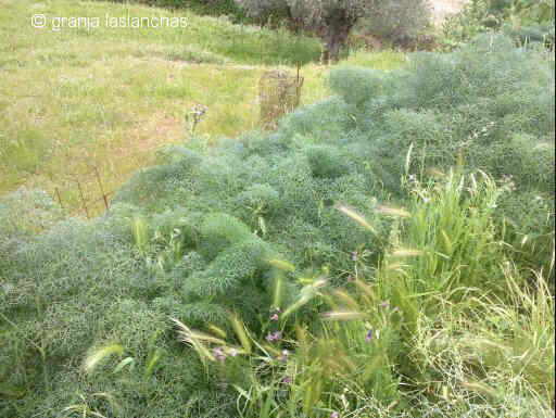 Ferula