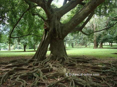 ficus benjamina jardin botanico