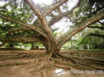 ficus benjamina arbol jardin botanico sri lanka