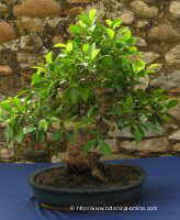 ficus elastica