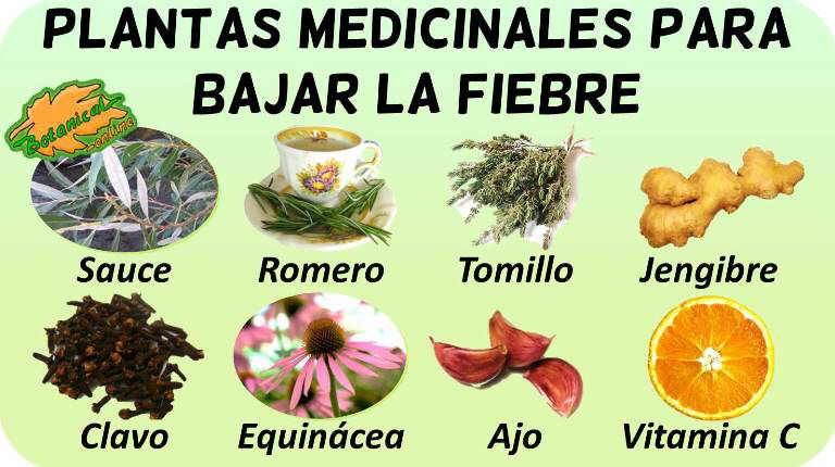 Plantas Medicinales Para La Fiebre Botanical Online