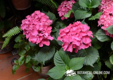 Hortensias rojas 