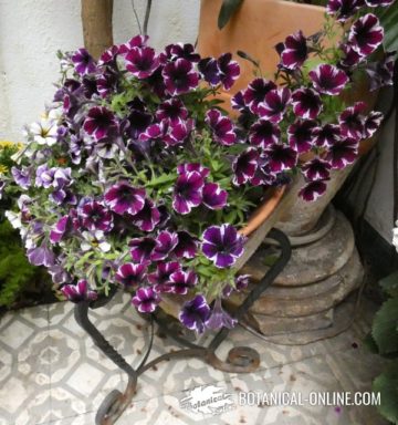 Petunias