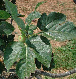 Detalle de las hojas y fruto, el higo