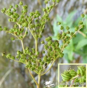 filipendula