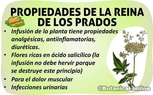 propiedades filipendula ulmaria reina de los prados planta medicinal