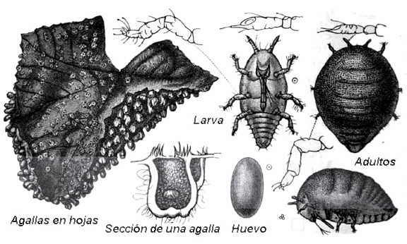 estudio plantas