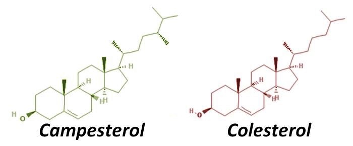 formula quimica fitoesterol campesterol y colesterol