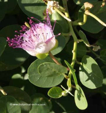 Flor de alcaparra