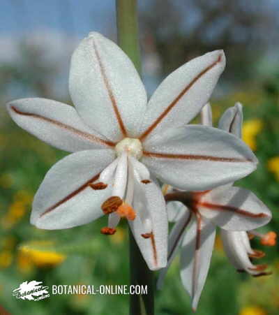 Detalle de la flor de Asphodelus fistulosus L.