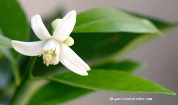 flor de naranjo