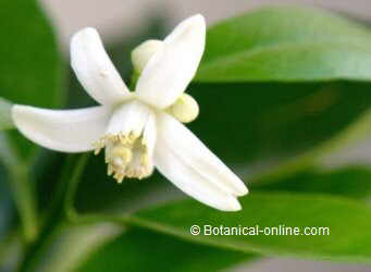 flor de naranjo