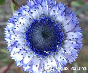 globularia alypum coronilla de fraile