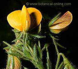 flor papilionacea