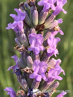 300 Semillas de Lavanda Espliego (Lavandula angustifolia): : Jardín