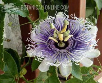 foto flor de la pasion enredadera planta passionaria