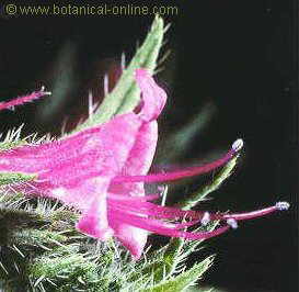 flor tubulosa viborera