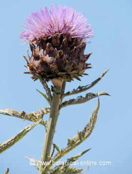 Flor de alcachofa