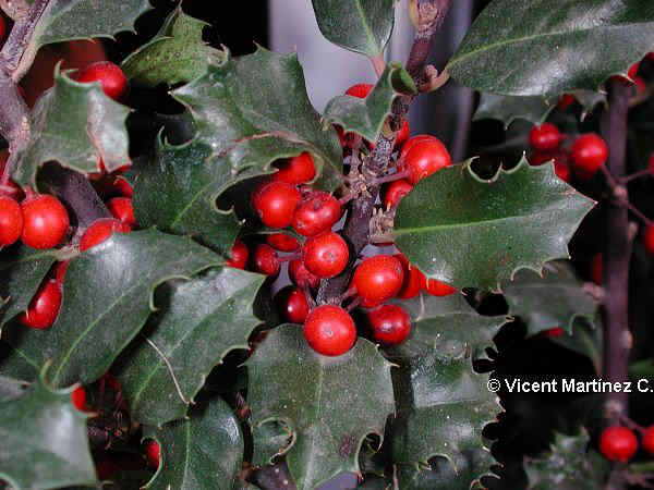 Ilex aquifolium – Acebo – Botanical-online