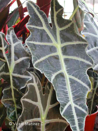 ALOCASIA