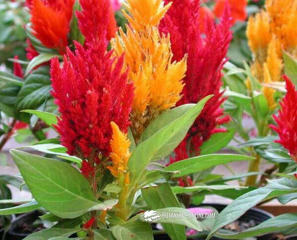 Celosia argentea plumosa